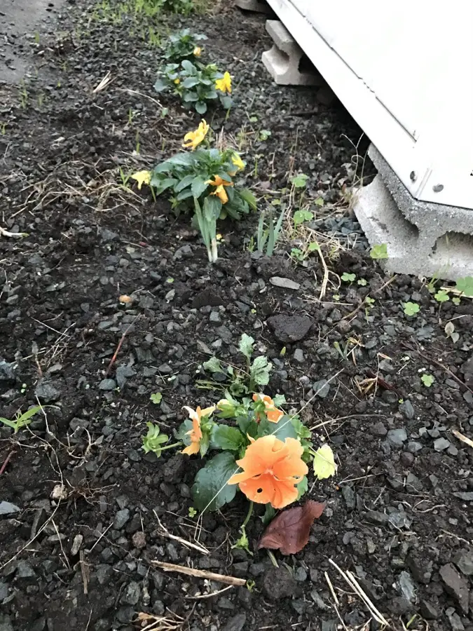 物置の前の花壇に植えたオレンジと黄色のパンジー